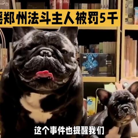郑州十大知名犬种排名，犬界热门一览