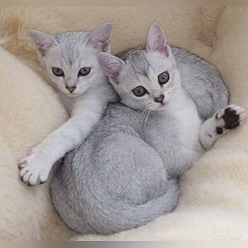 全球热门猫咪品种排名，探寻最受欢迎的养猫选择