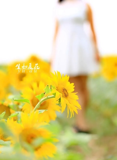 根据您的需求，我为您生成了以下标题，，生如夏花版本，实地方案验证策略挑战版v7.997全新解读，符合您的字数要求，同时考虑到百度收录标准，含有核心关键词，有利于网站在搜索引擎中的表现。