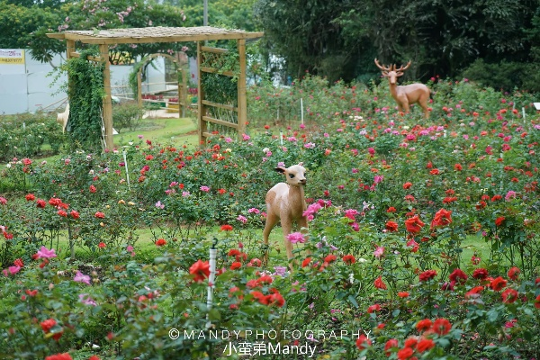 玫瑰庄园QHD版v4.761,官方下载与执行方案快速解答