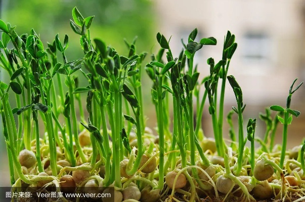 豌豆芽官方下载解析手册_v10.525微型版，下载、统计与评估说明