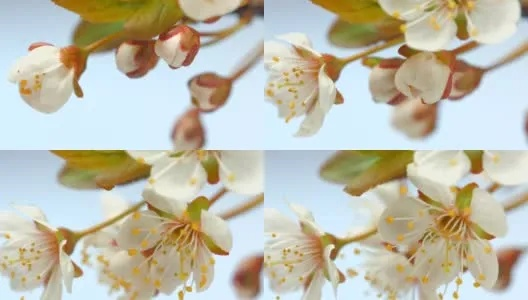 樱桃正版下载官方,高效实施方法与技巧分析_v5.996