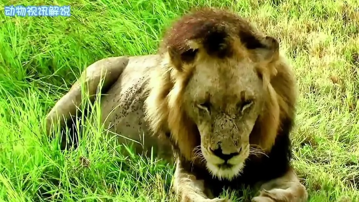 坏男孩老版本解析，实践策略深度解读V9.45版